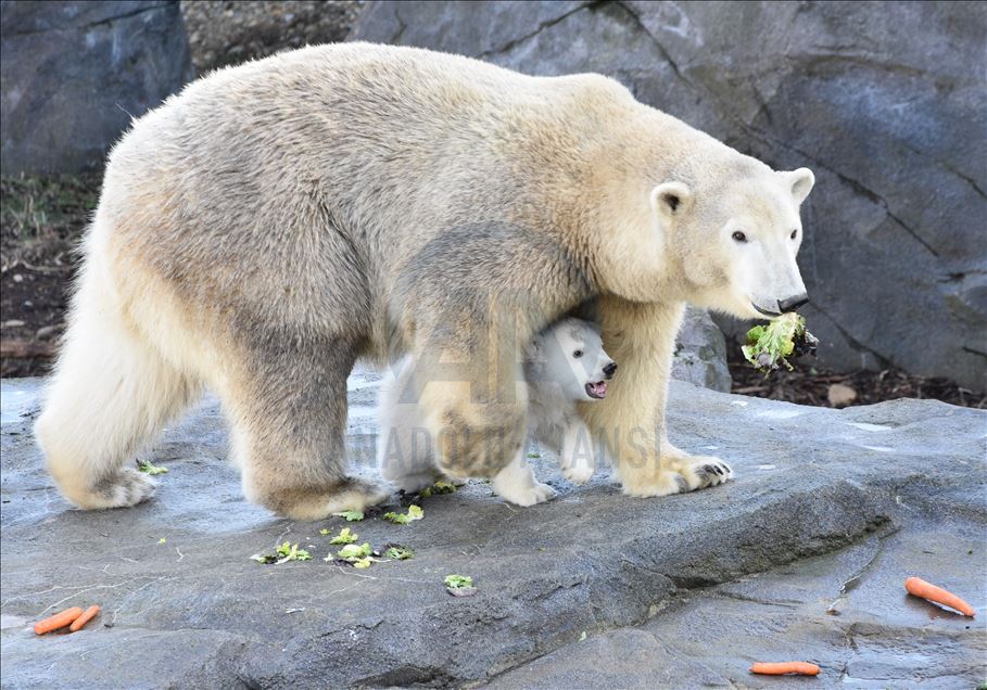 Mladunče polarnog medvjeda, rođeno u zoološkom vrtu Schoenbrunn u Beču, prvi put pred očima javnosti
