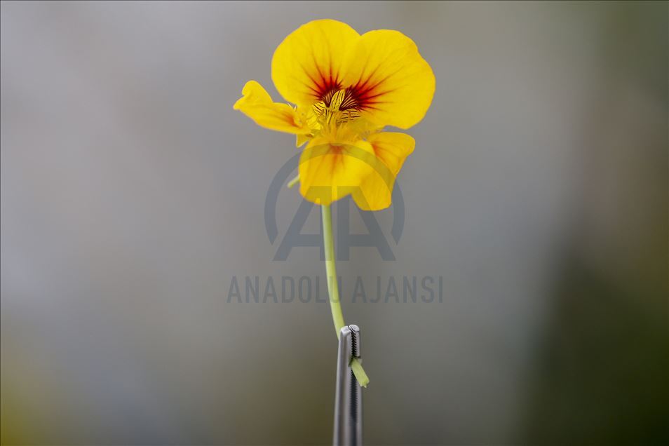 Various edible flowers