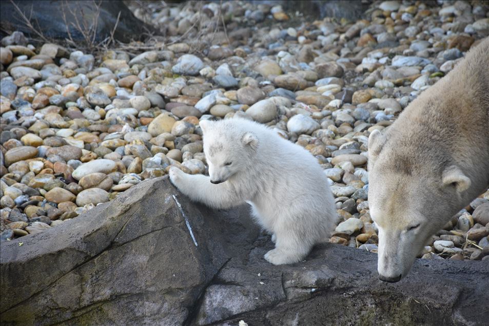 Baby Polar Bear at Schoenbrunn Zoo in Vienna