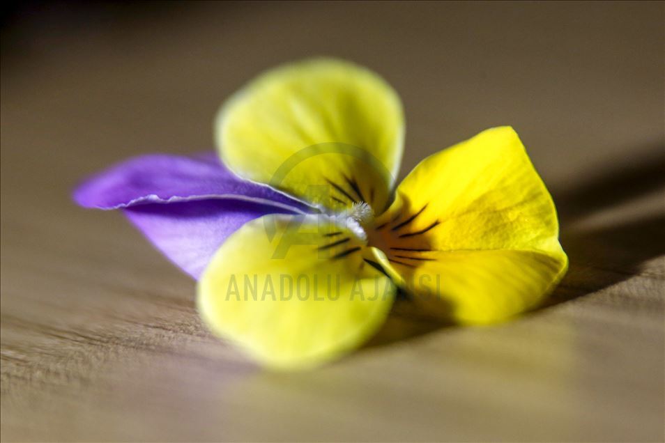 Various edible flowers