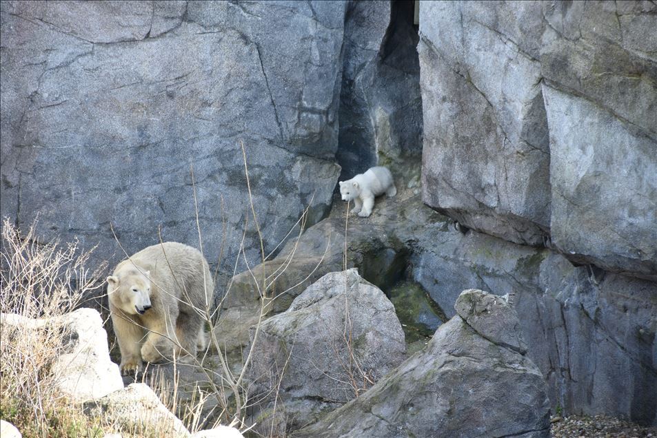 Mladunče polarnog medvjeda, rođeno u zoološkom vrtu Schoenbrunn u Beču, prvi put pred očima javnosti