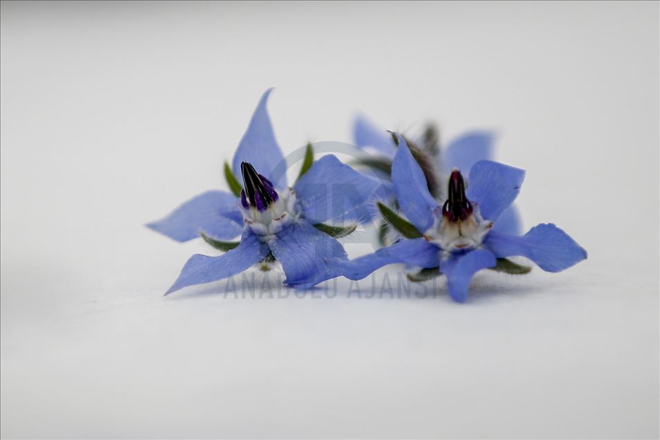 Various edible flowers