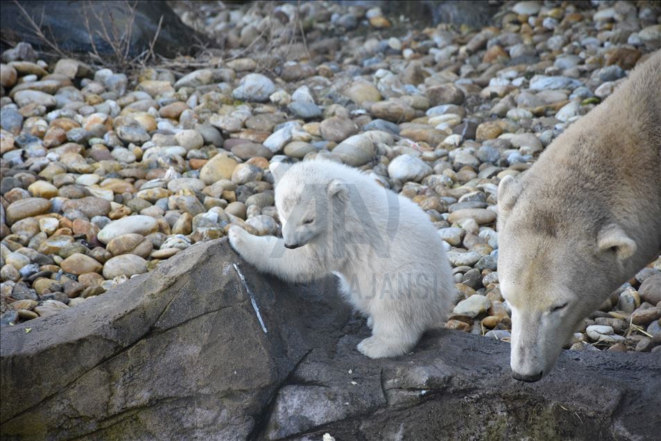Mladunče polarnog medvjeda, rođeno u zoološkom vrtu Schoenbrunn u Beču, prvi put pred očima javnosti