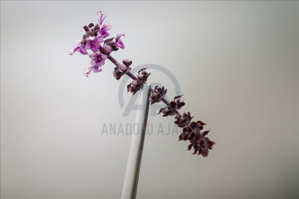 Various edible flowers