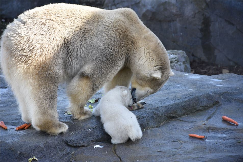 Baby Polar Bear at Schoenbrunn Zoo in Vienna