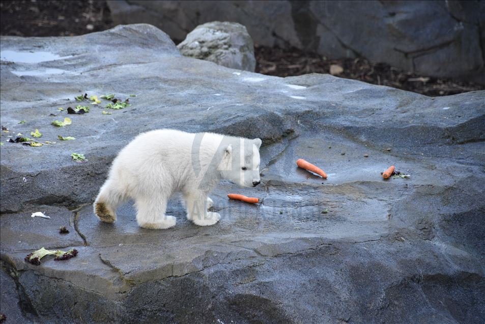 Mladunče polarnog medvjeda, rođeno u zoološkom vrtu Schoenbrunn u Beču, prvi put pred očima javnosti