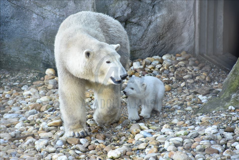 Mladunče polarnog medvjeda, rođeno u zoološkom vrtu Schoenbrunn u Beču, prvi put pred očima javnosti