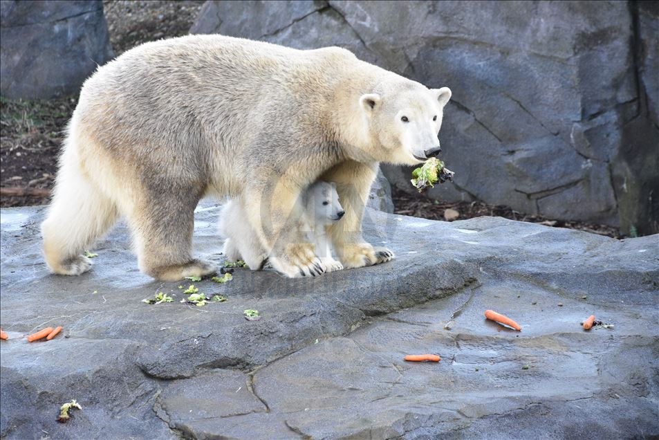 Mladunče polarnog medvjeda, rođeno u zoološkom vrtu Schoenbrunn u Beču, prvi put pred očima javnosti