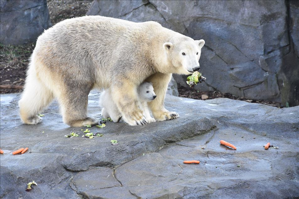 Baby Polar Bear at Schoenbrunn Zoo in Vienna