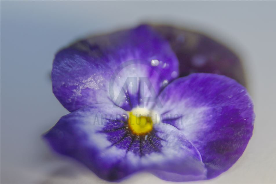 Various edible flowers