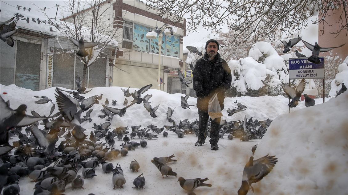 Tea house owner feeds birds every morning for 30 years in Turkey's Van