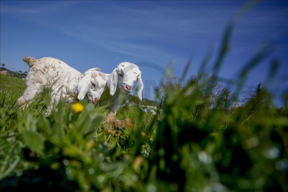 Lambs: Sign of Spring season in Turkey's Antalya