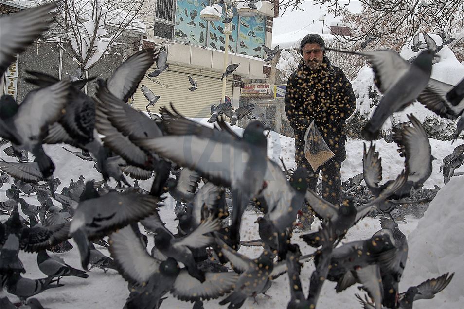 Tea house owner feeds birds every morning for 30 years in Turkey's Van