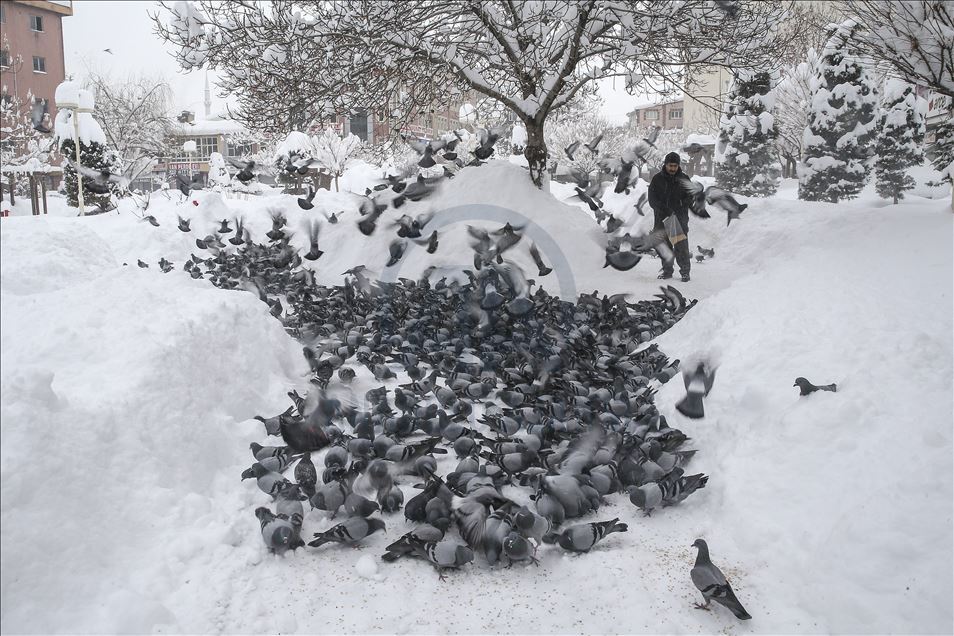 Tea house owner feeds birds every morning for 30 years in Turkey's Van