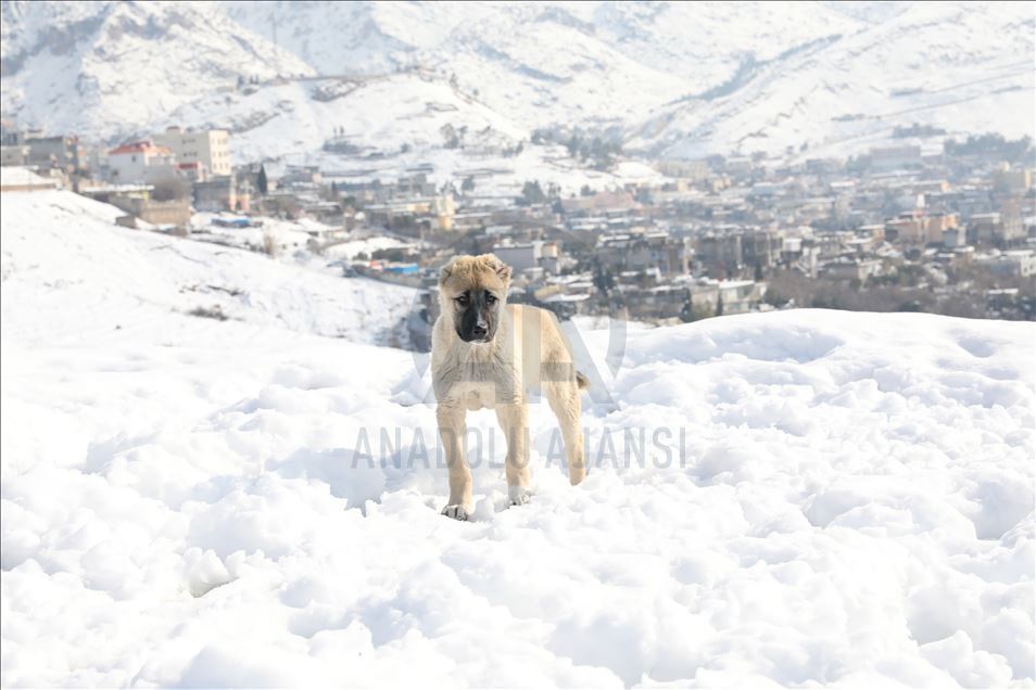 شهپۆلێكی بهفر بارین ئاکرێی گرتووەتەوە