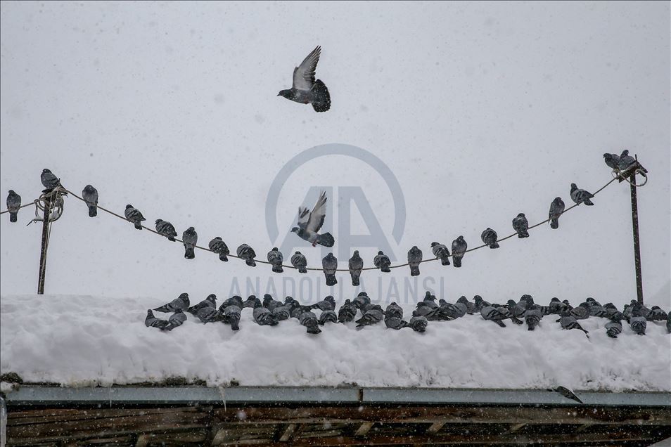 Tea house owner feeds birds every morning for 30 years in Turkey's Van