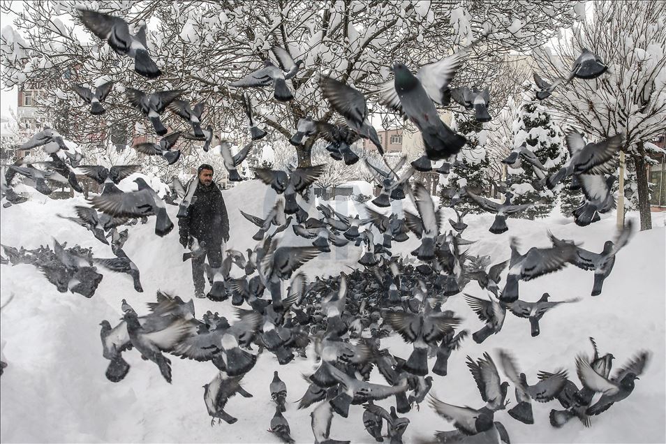 Tea house owner feeds birds every morning for 30 years in Turkey's Van
