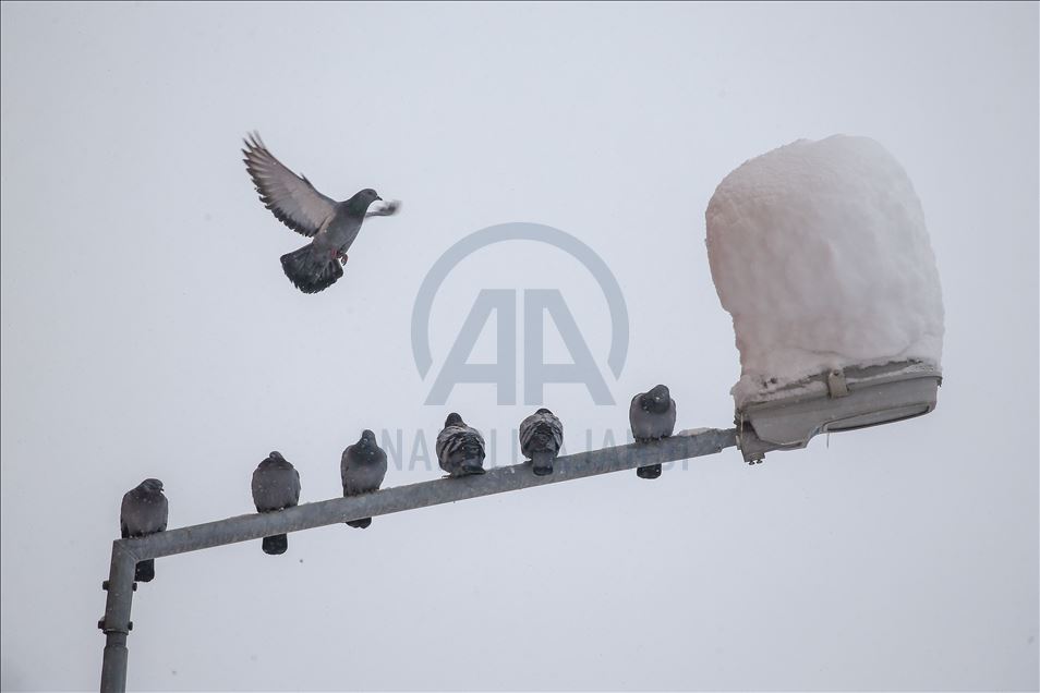 Tea house owner feeds birds every morning for 30 years in Turkey's Van