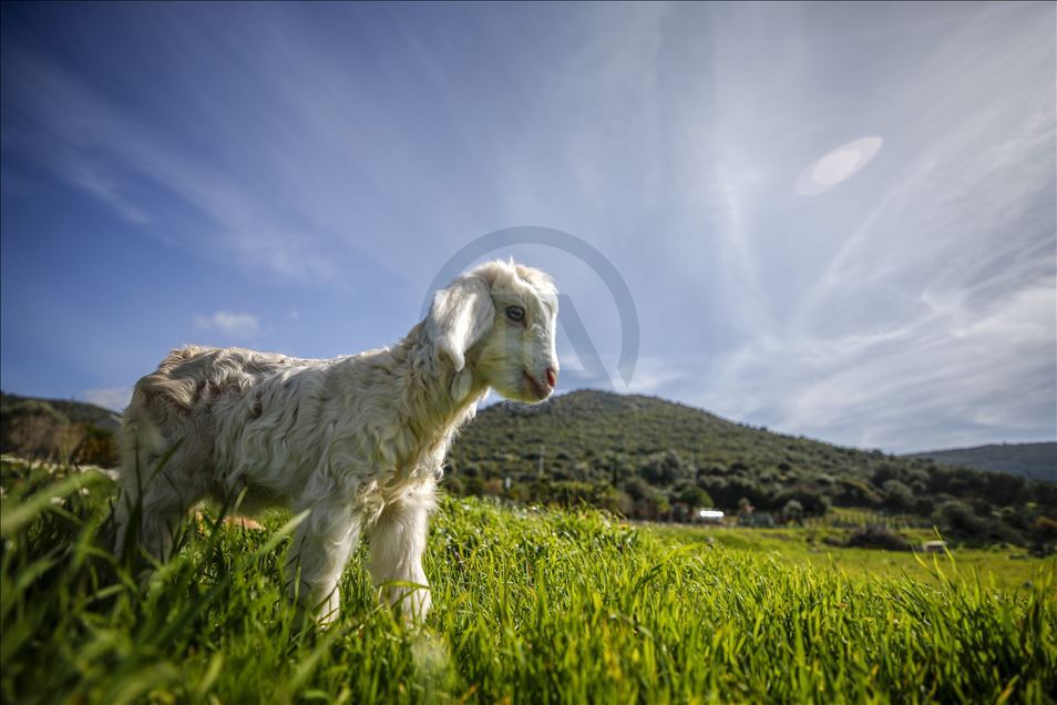 Lambs: Sign of Spring season in Turkey's Antalya
