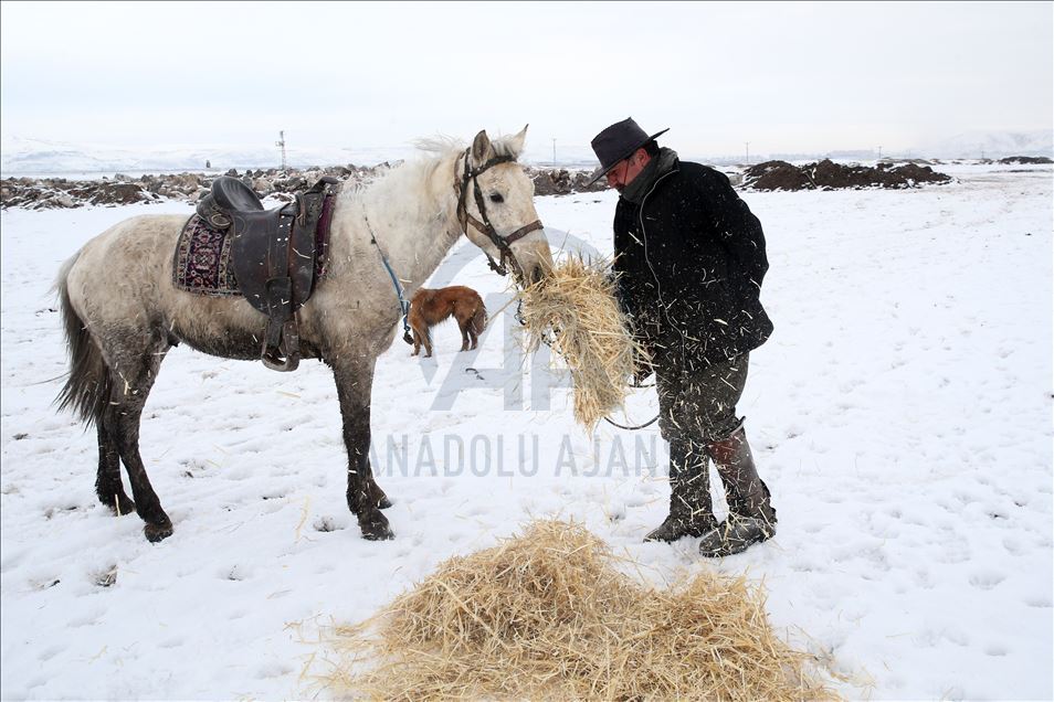 خيول "الخال علي".. مقصد هواة التصوير في قيصري التركية
