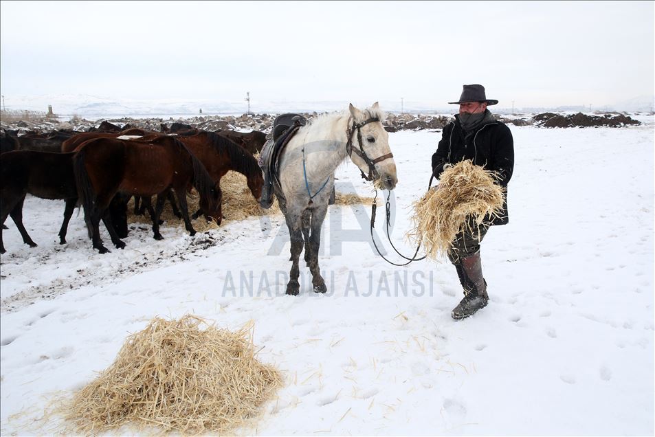 Doğa fotoğrafçılarının tutkusu olan yılkı atlarını elleriyle besliyor