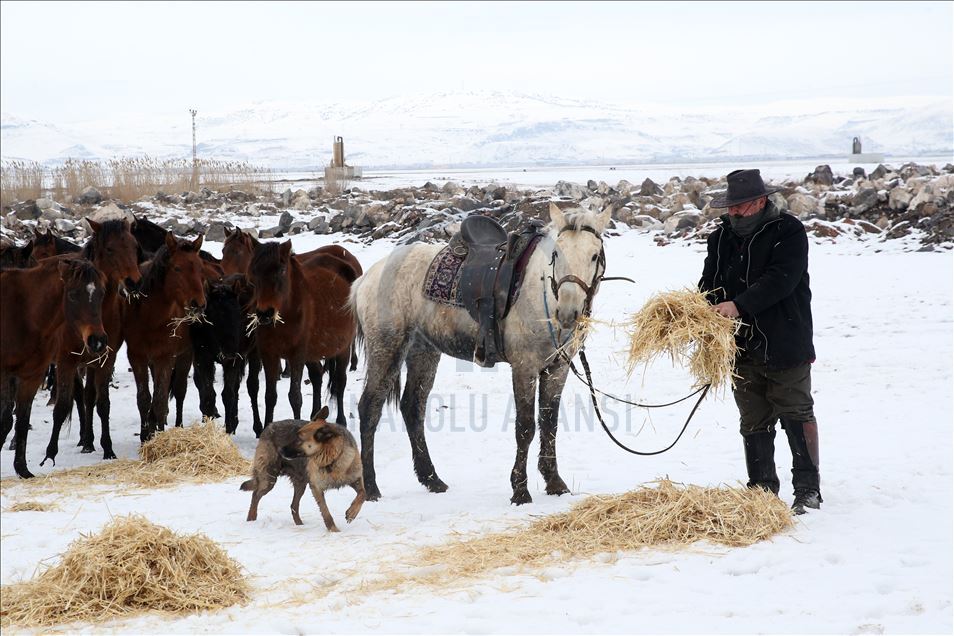 خيول "الخال علي".. مقصد هواة التصوير في قيصري التركية
