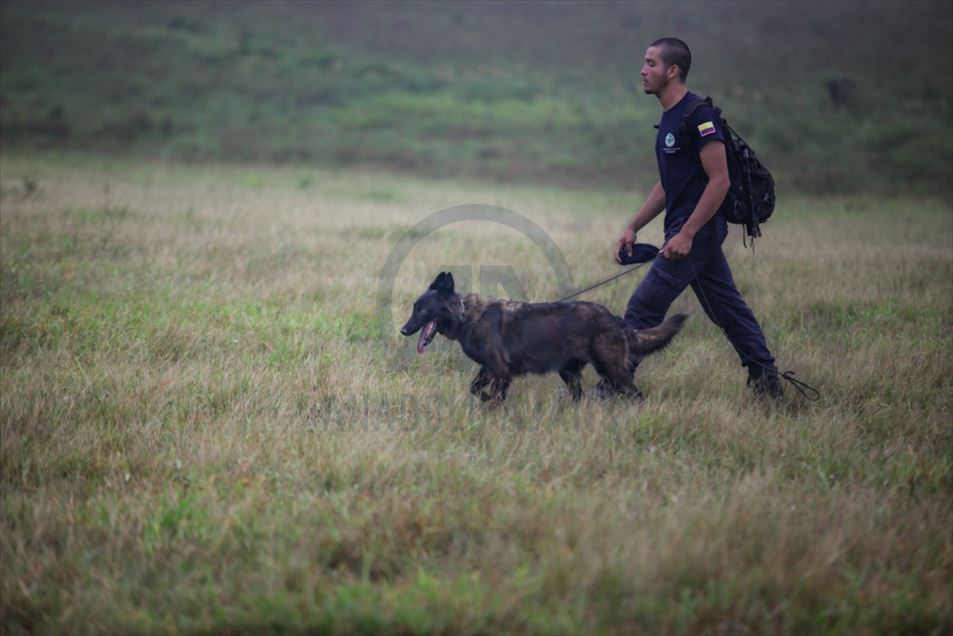 Entrenamiento de Caninos para operaciones de Desminado Humanitario en la selva colombiana.