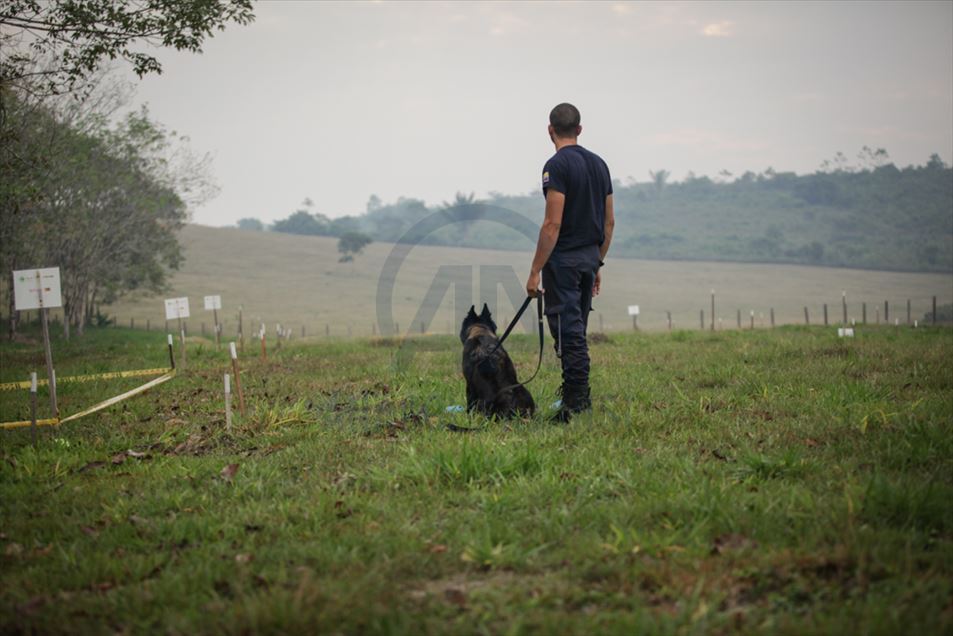 Entrenamiento de Caninos para operaciones de Desminado Humanitario en la selva colombiana.
