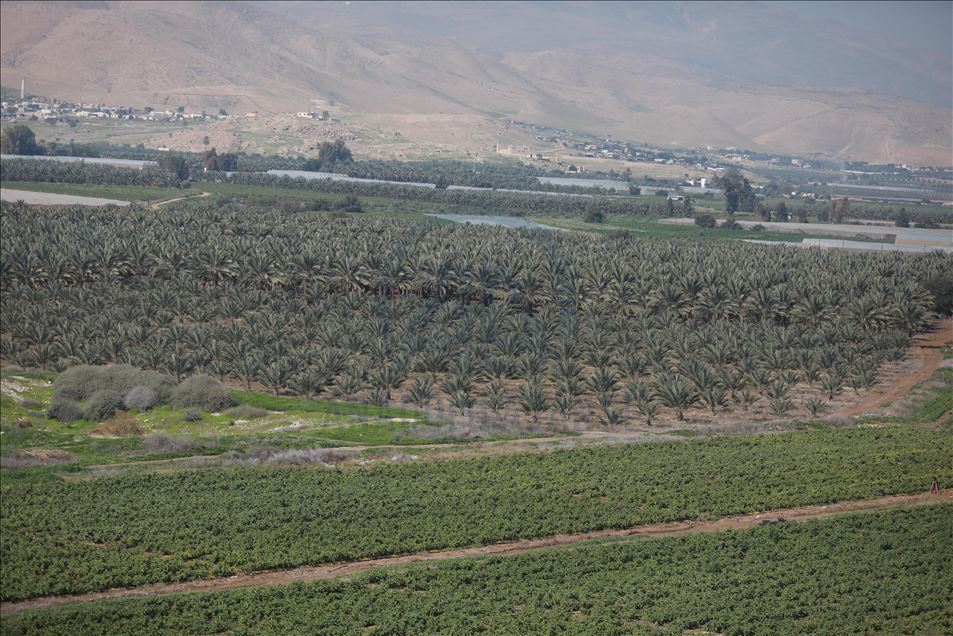 بعد منع التصدير... إسرائيل تضرب الزراعة الفلسطينية في مقتل