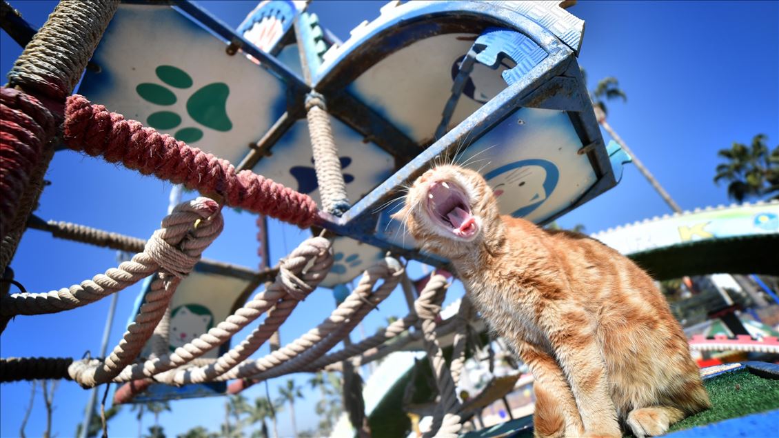 World Cats Day