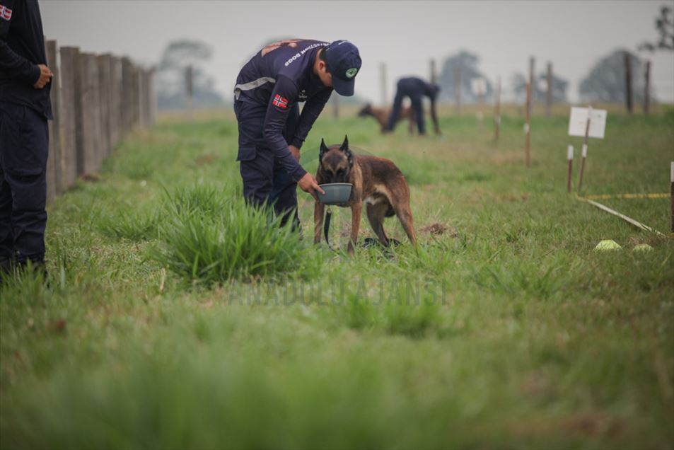 Entrenamiento de Caninos para operaciones de Desminado Humanitario en la selva colombiana.