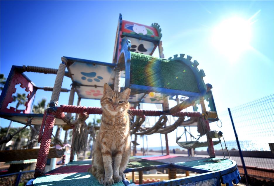 World Cats Day