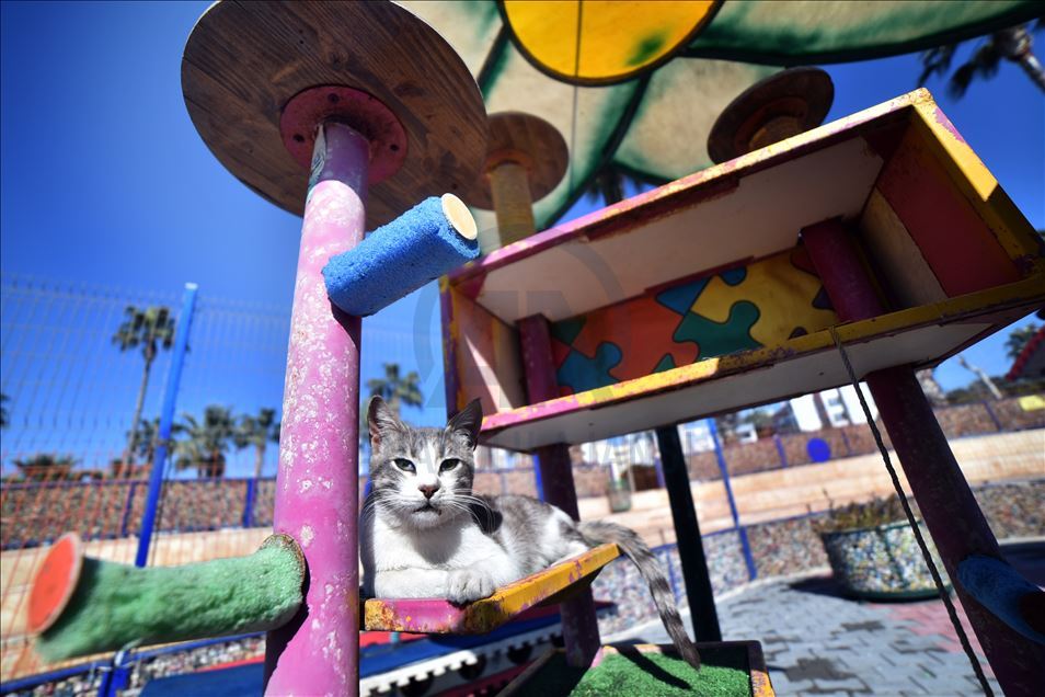 World Cats Day