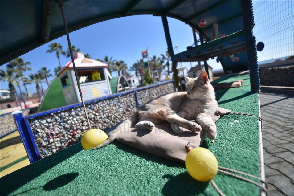 World Cats Day
