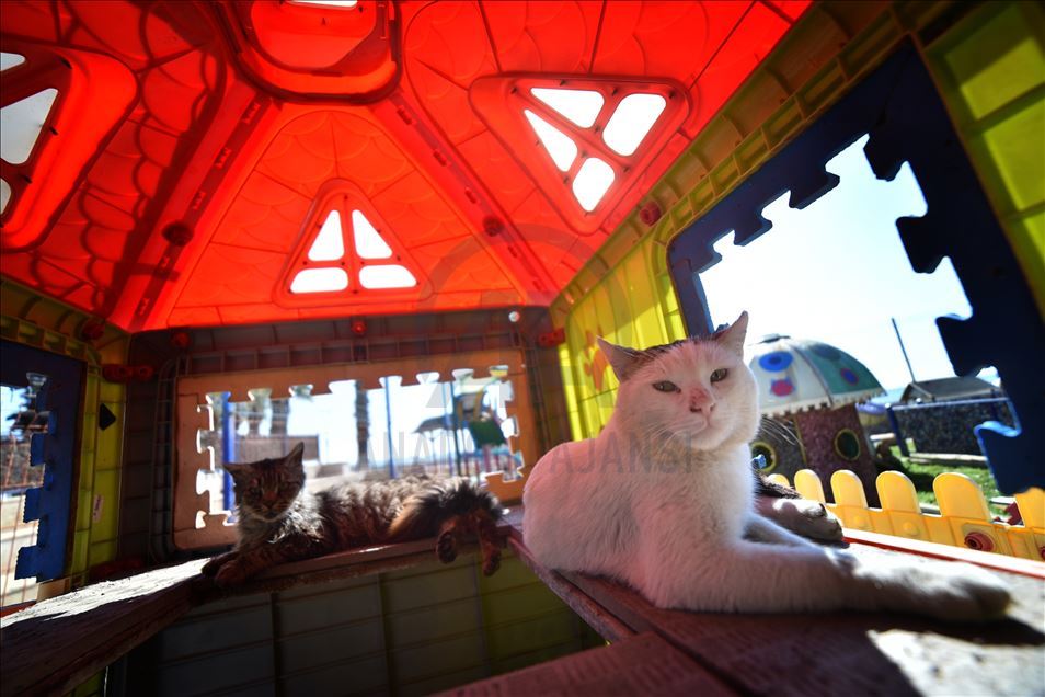 World Cats Day