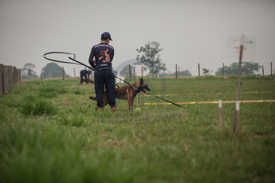 Entrenamiento de Caninos para operaciones de Desminado Humanitario en la selva colombiana.