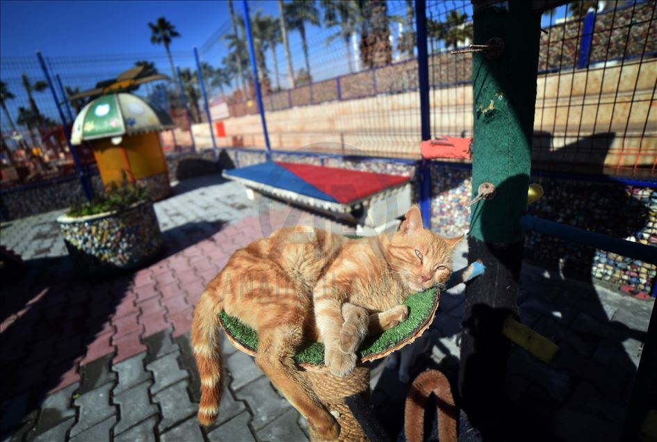 World Cats Day