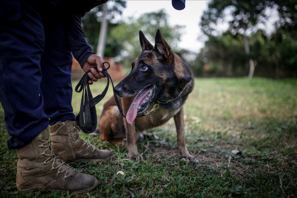Mine Detection Dogs: Training, Operations at the Colombian Jungle