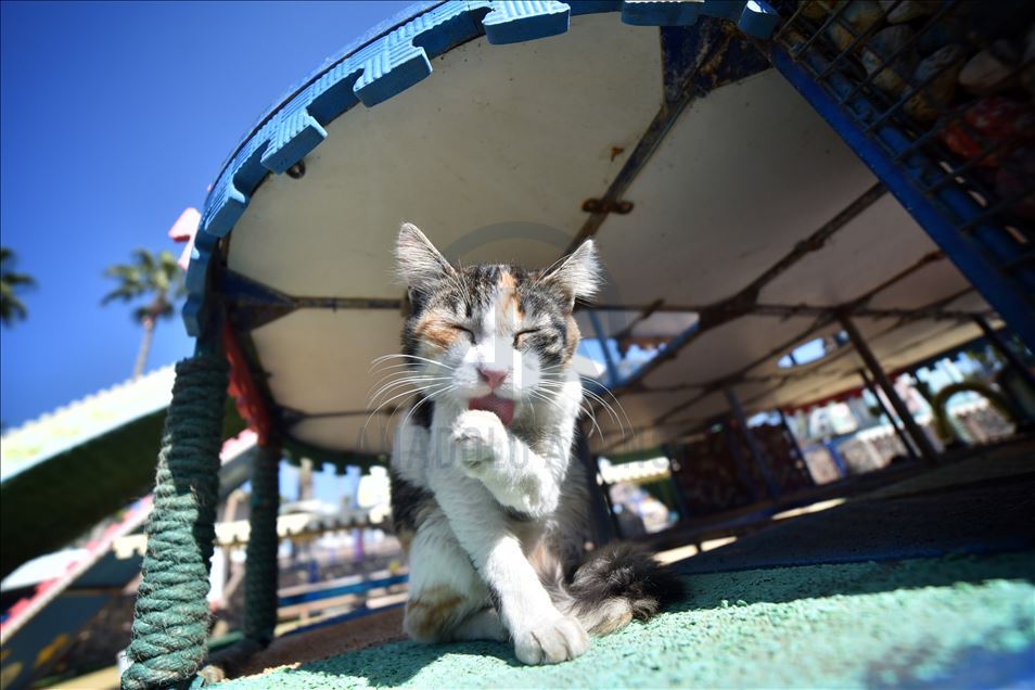 World Cats Day