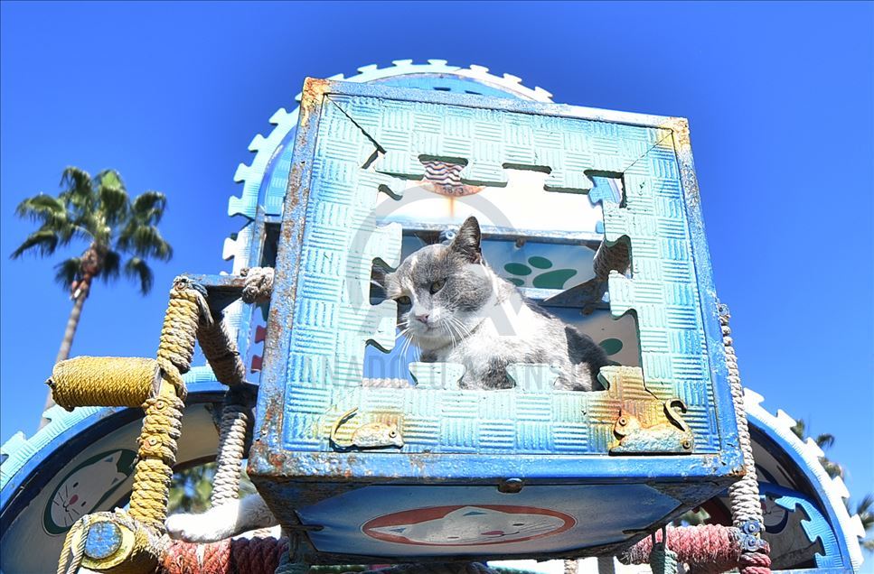 World Cats Day