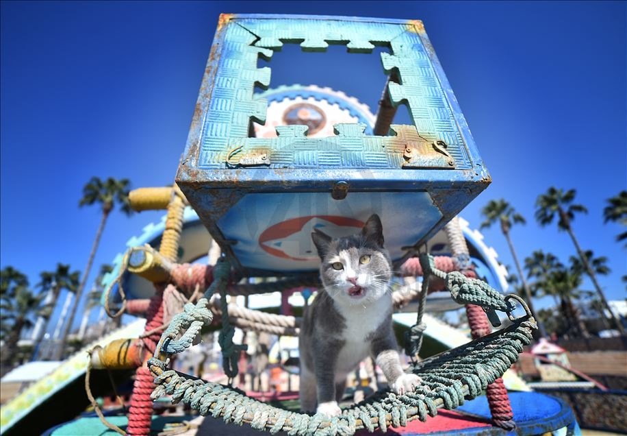 World Cats Day