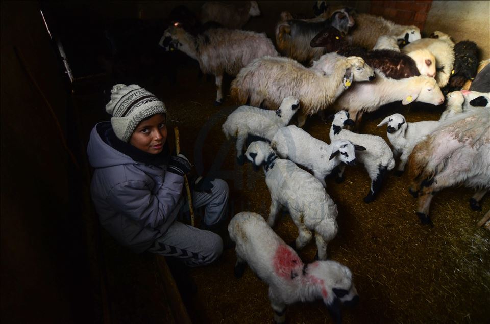 Special care in winter for newborn lambs and goats