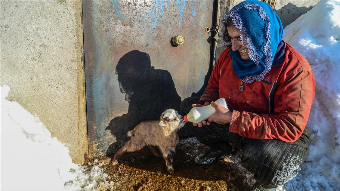 Special care in winter for newborn lambs and goats