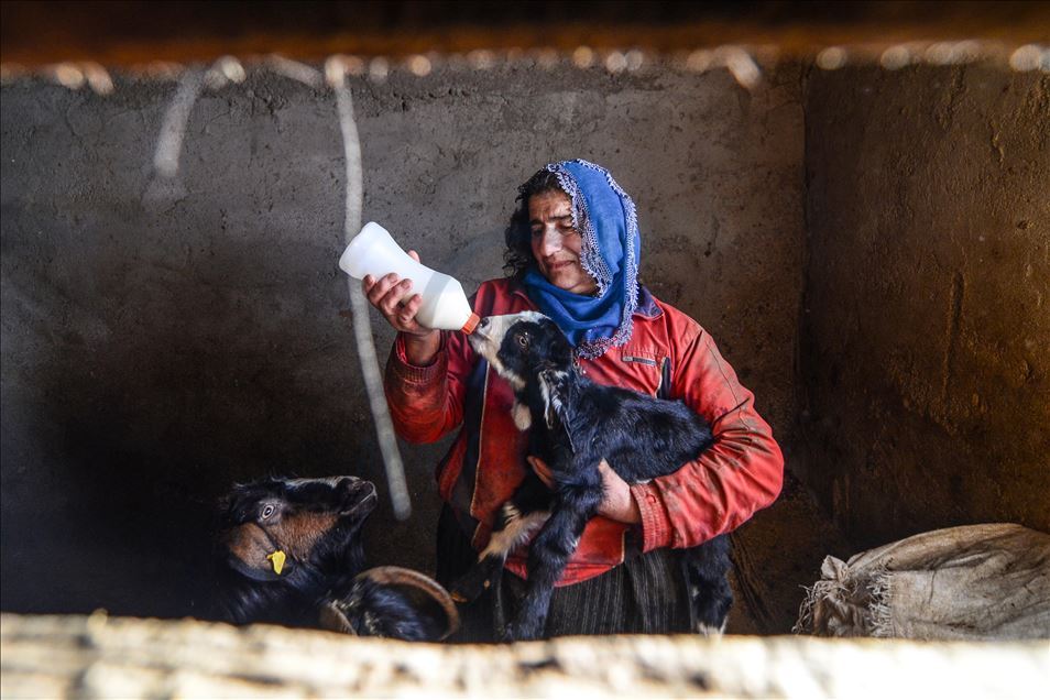 Special care in winter for newborn lambs and goats
