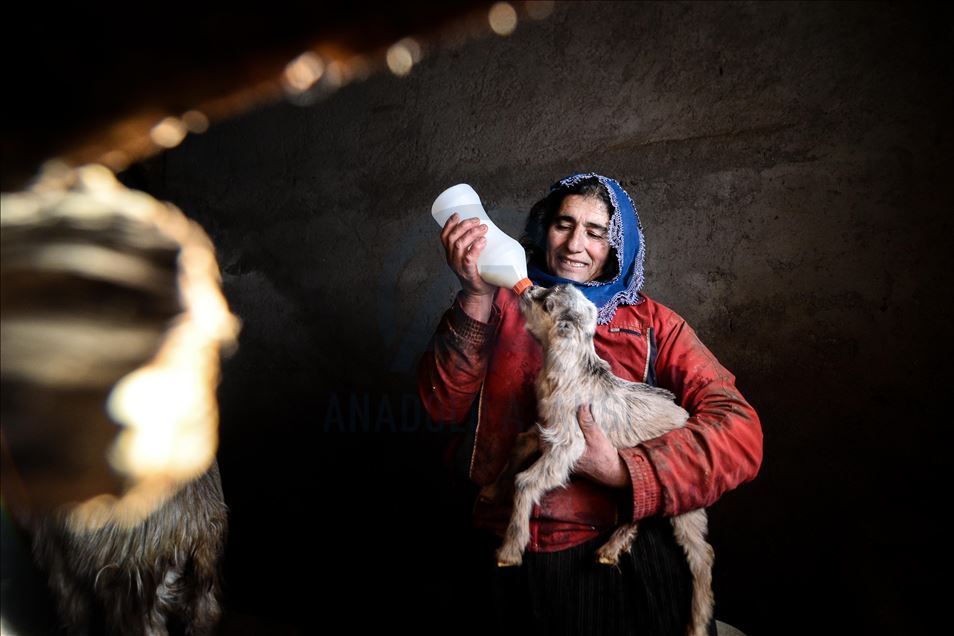 Special care in winter for newborn lambs and goats