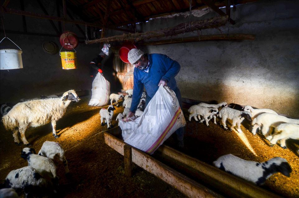 Special care in winter for newborn lambs and goats