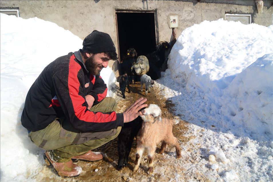 Special care in winter for newborn lambs and goats