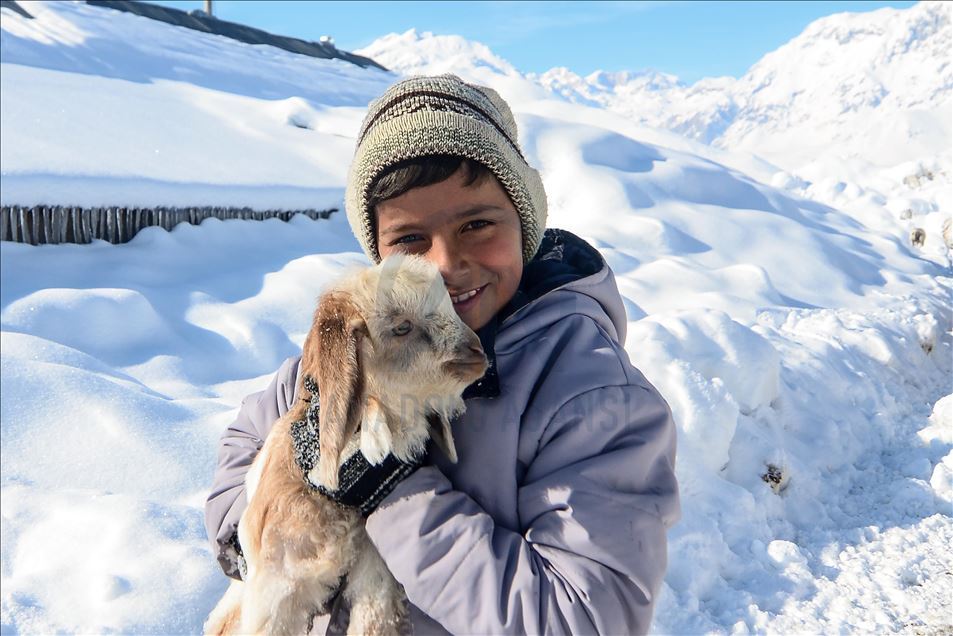Special care in winter for newborn lambs and goats