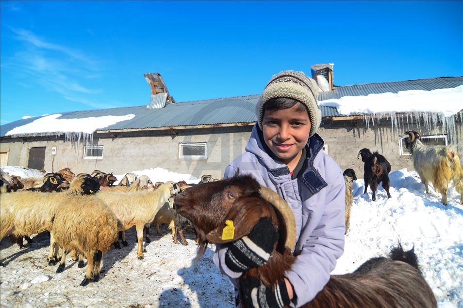 Special care in winter for newborn lambs and goats