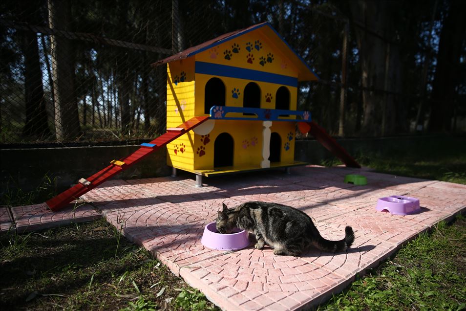 Une société de distribution d’électricité offre un toit aux chats de rue